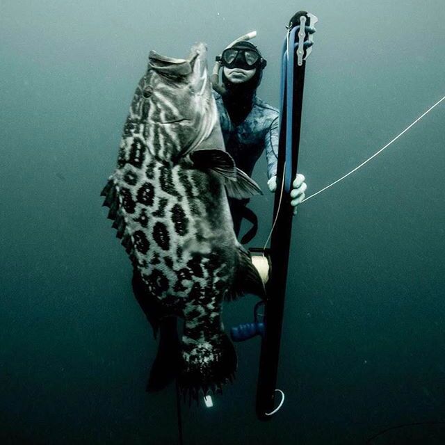 Bluewater Spearfishing Basics - What You Need to Know - Neptonics